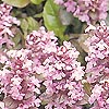 Ajuga reptans - Pink Glow
