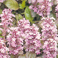 Ajuga reptans - 'Pink Glow'
