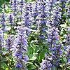 Ajuga reptans - Bugle, Ajuga