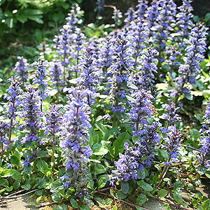 Ajuga reptans (Bugle, Ajuga)