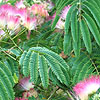 Albizia julibrissin - Rosea