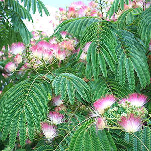 Albizia julibrissin - 'Rosea'