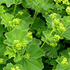 Alchemilla mollis - Ladies mantle, Alcemilla