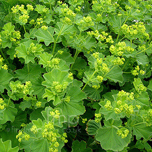 Alchemilla mollis (Ladies Mantle, Alcemilla)