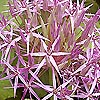 Allium cristophii - Ornamental Onion, Allium