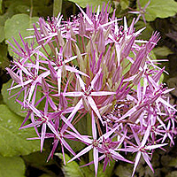 Allium cristophii (Ornamental Onion, Allium)