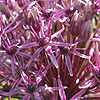 Allium firmament - Ornamental Onion, Allium
