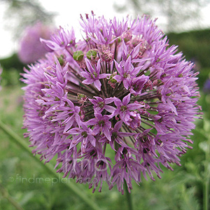 Allium  hollandicum - 'Purple Sensation' (Allium, Ornamental Onion)