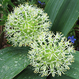 Allium karataviense - 'Ivory Queen' (Alpine Allium)
