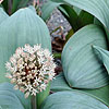 Allium karataviense - Alpine Allium