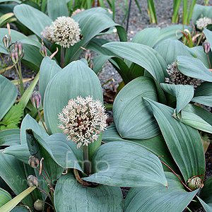 Allium karataviense (Alpine Allium)