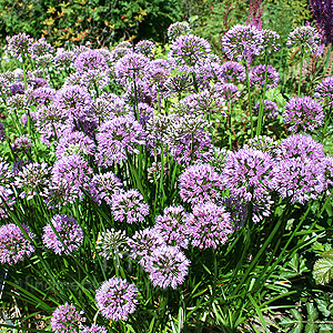 Allium  nutans - 'Superbum' (Siberian Chive, Allium)