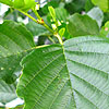 Alnus glutinosa - Common Alder