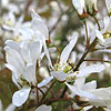 Amelanchier asiatica - Amelanchier