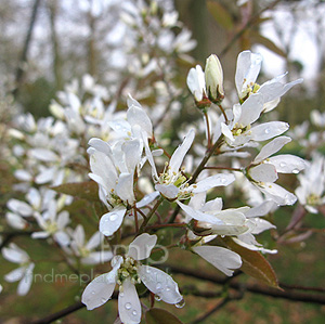 Amelanchier asiatica (Amelanchier)