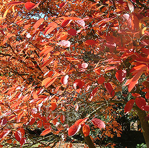 Amelanchier canadensis (Snowy Mespilus)