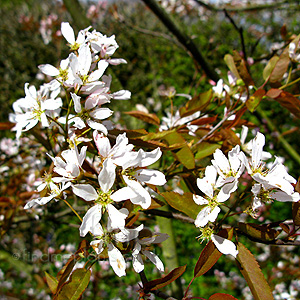 Amelanchier x grandiflora - 'Robin Hill' (Amerlanchier)