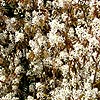 Amelanchier lamarckii - Snowy Mespilus