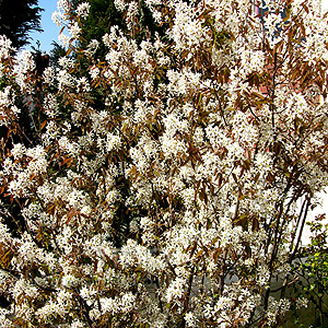 Amelanchier lamarckii (Snowy Mespilus)