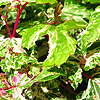 Ampelopsis brevipedunculata - Elegans - Peppervine, Ampelopsis