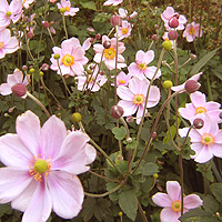 Anemone hupehensis - 'September Charm' (Wind Flower)