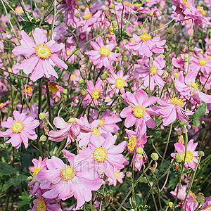Anemone hupehensis - 'Prinz Heinrich' (Wind Flower)