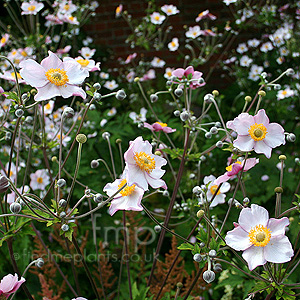 Anemone X hybrida - 'Robustissima'
