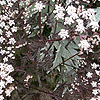 Anthriscus sylvestris - Ravenswing - Purple cow parsley