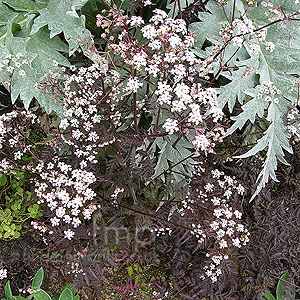 Anthriscus sylvestris - 'Ravenswing' (Purple Cow Parsley)