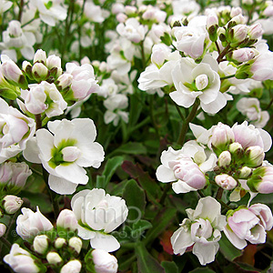 Arabis alpina - 'Flore Pleno' (Rock Cress)