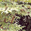 Aralia elata - Variegata - Japanes Angelica tree