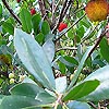 Arbutus unedo - Strawberry Tree