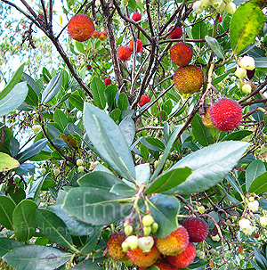 Arbutus unedo (Strawberry Tree)