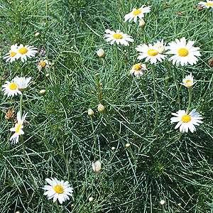 Argyranthemum gracile - 'Chelsea Girl' (Argaranthemum, Marguerite)