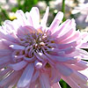 Argyranthemum - Powder Puff - Argyrantehmum, Marguerite