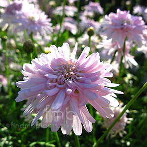 Argyranthemum - 'Powder Puff' (Argyrantehmum, Marguerite)