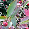 Aronia arbutifolia - Red Chokeberry