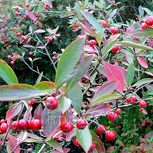 Aronia arbutifolia (Red Chokeberry)