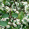 Aronia melanocarpa - Elata
