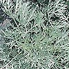 Artemisia - Powis Castle - Southernwood
