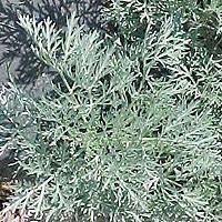 Artemisia - 'Powis Castle' (Southernwood)