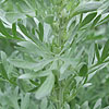 Artemisia absinthium - Lambrook Silver - Mugwort, Artemisia