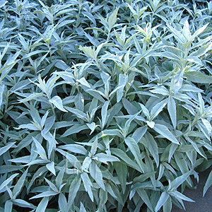 Artemisia ludoviciana - 'Valerie Finnis' (Artemisia)