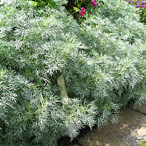 Artemisia - 'Powis Castle' (Southernwood, Artemisia)