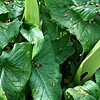 Arum maculatum - Lords and ladies, Arum