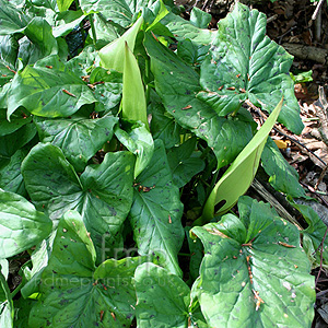 Arum maculatum (Lords And Ladies, Arum)