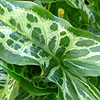 Arum italicum - Marmoratum - Cuckoo Pint, Arum