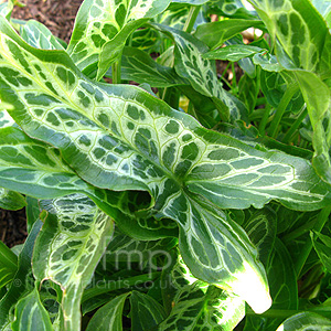 Arum italicum - 'Marmoratum' (Cuckoo Pint, Arum)