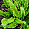 Asplenium scolopendrium - Marginatum Group