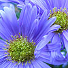 Aster novi - belgii - Ada Ballard - Aster Daisy